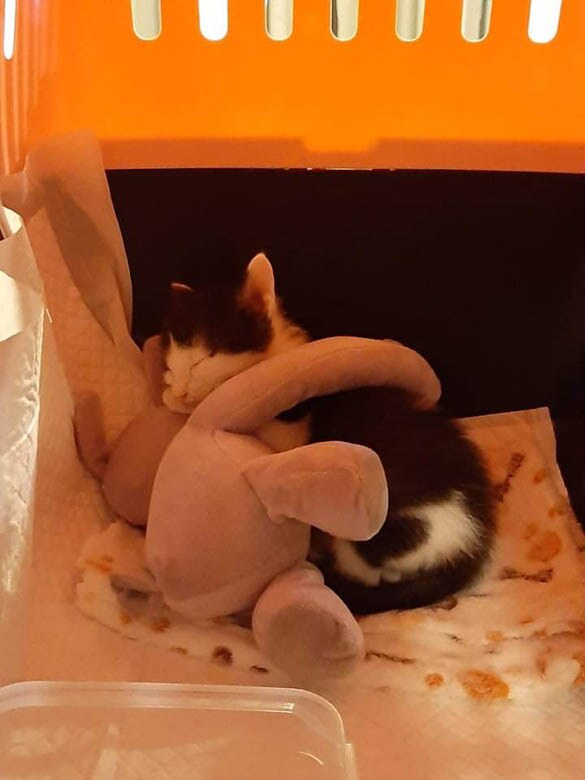 kako danas izgleda mače iz zadruge