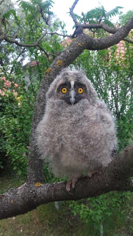 Saglasnost za sove (4).jpg