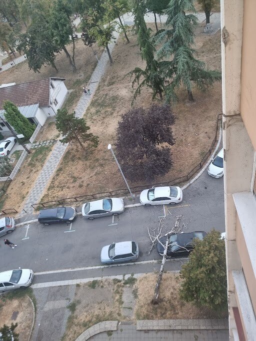 drvo palo na auto
