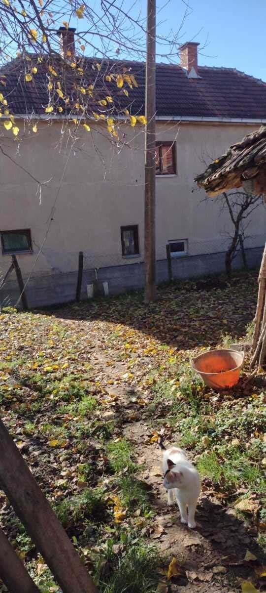 Ubistvo kod Babušnice, Babušnica, ubistvo