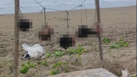 Glave na plaži (2).jpeg