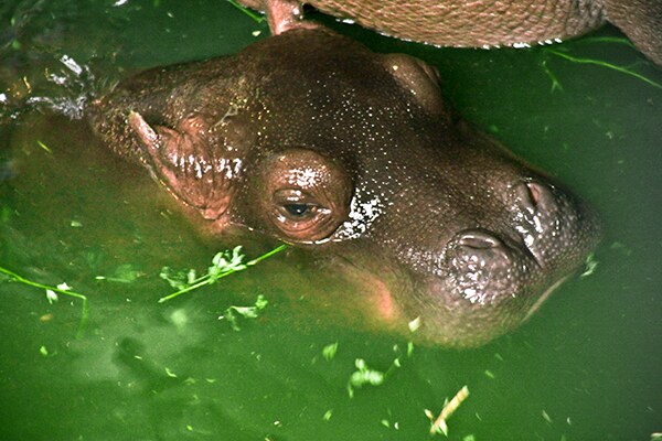 Nova beba Zoo vrta