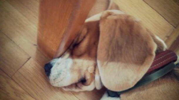 Biglovi iz laboratorije 