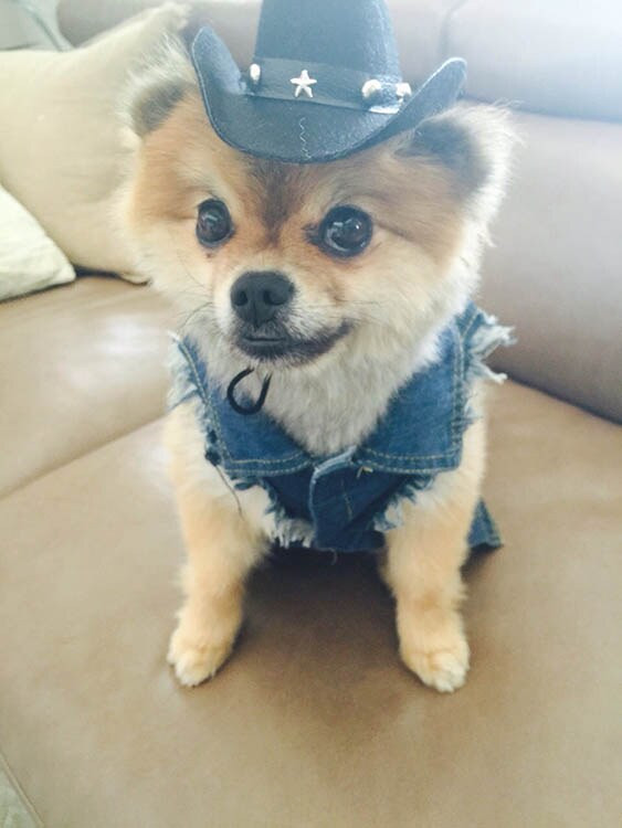 Pas - kućni ljubimci - povišen pritisak