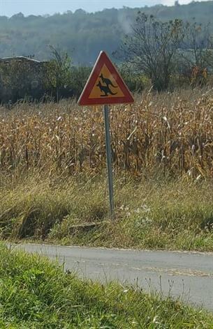 Kengur u Aranđelovcu, meštani tvrde da im vadi krompir, kukuruz