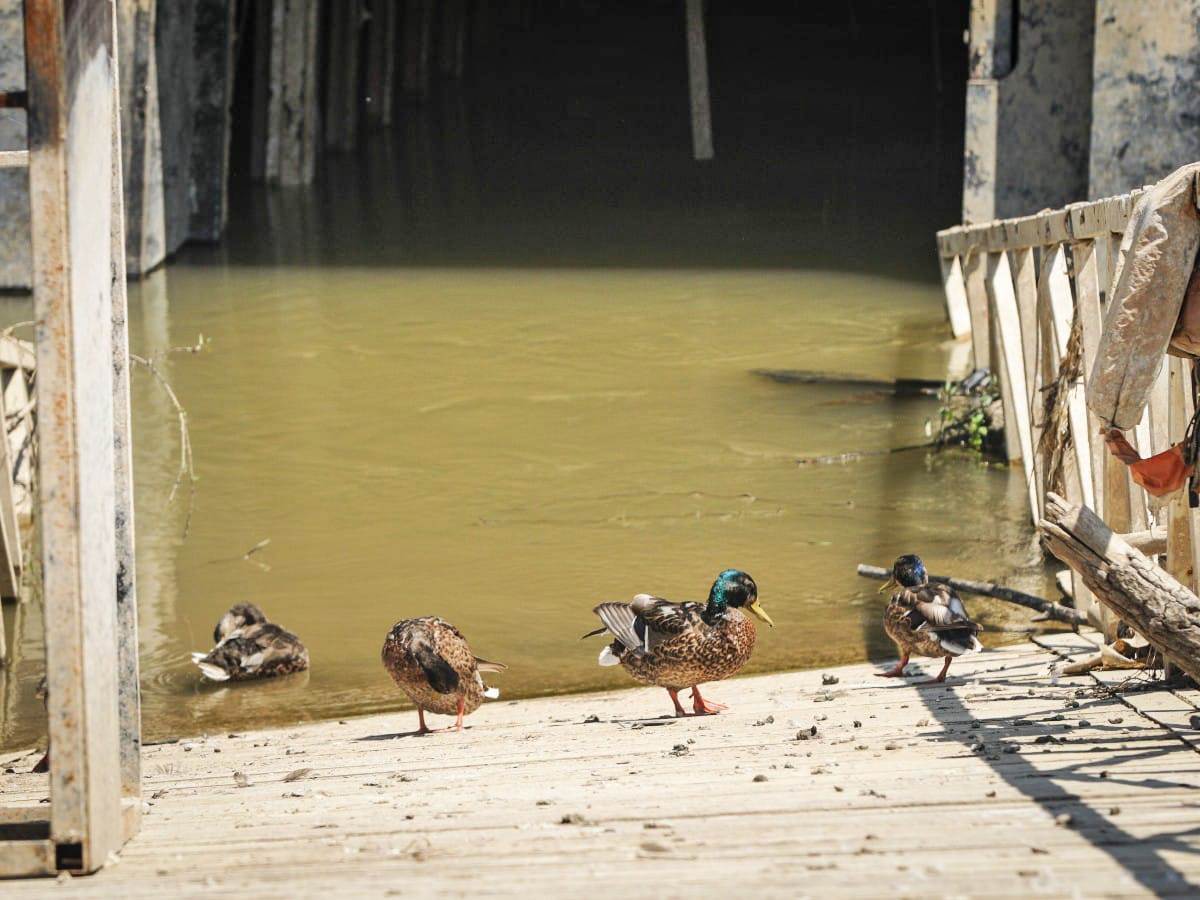 Fristajler vadjenje sa dna reke (10).jpg