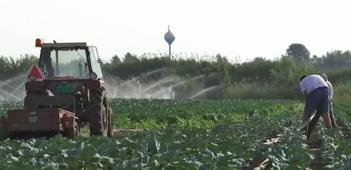 Brokoli karfiol (5).jpg