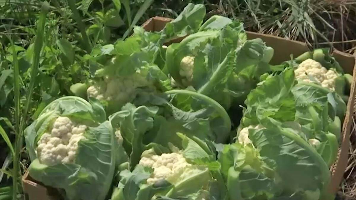 Brokoli karfiol (6).jpg