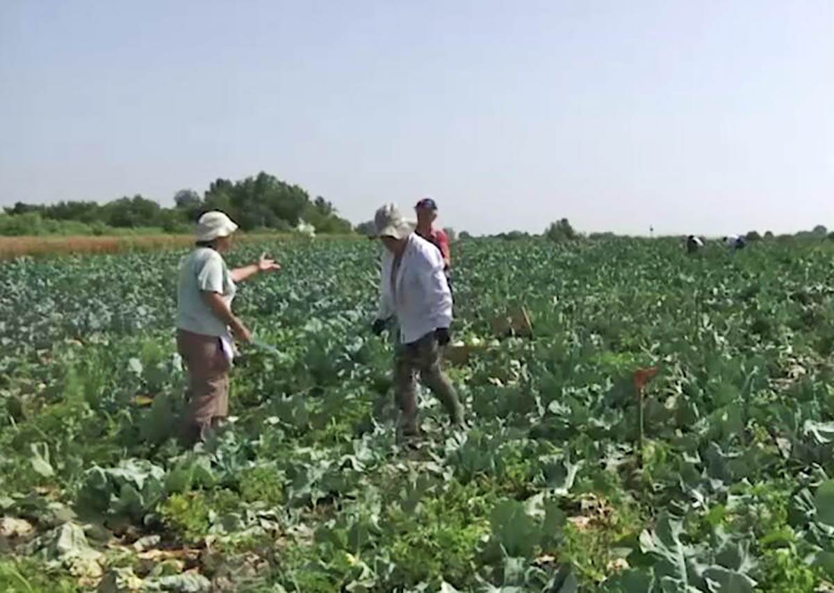 Brokoli karfiol (1).jpg