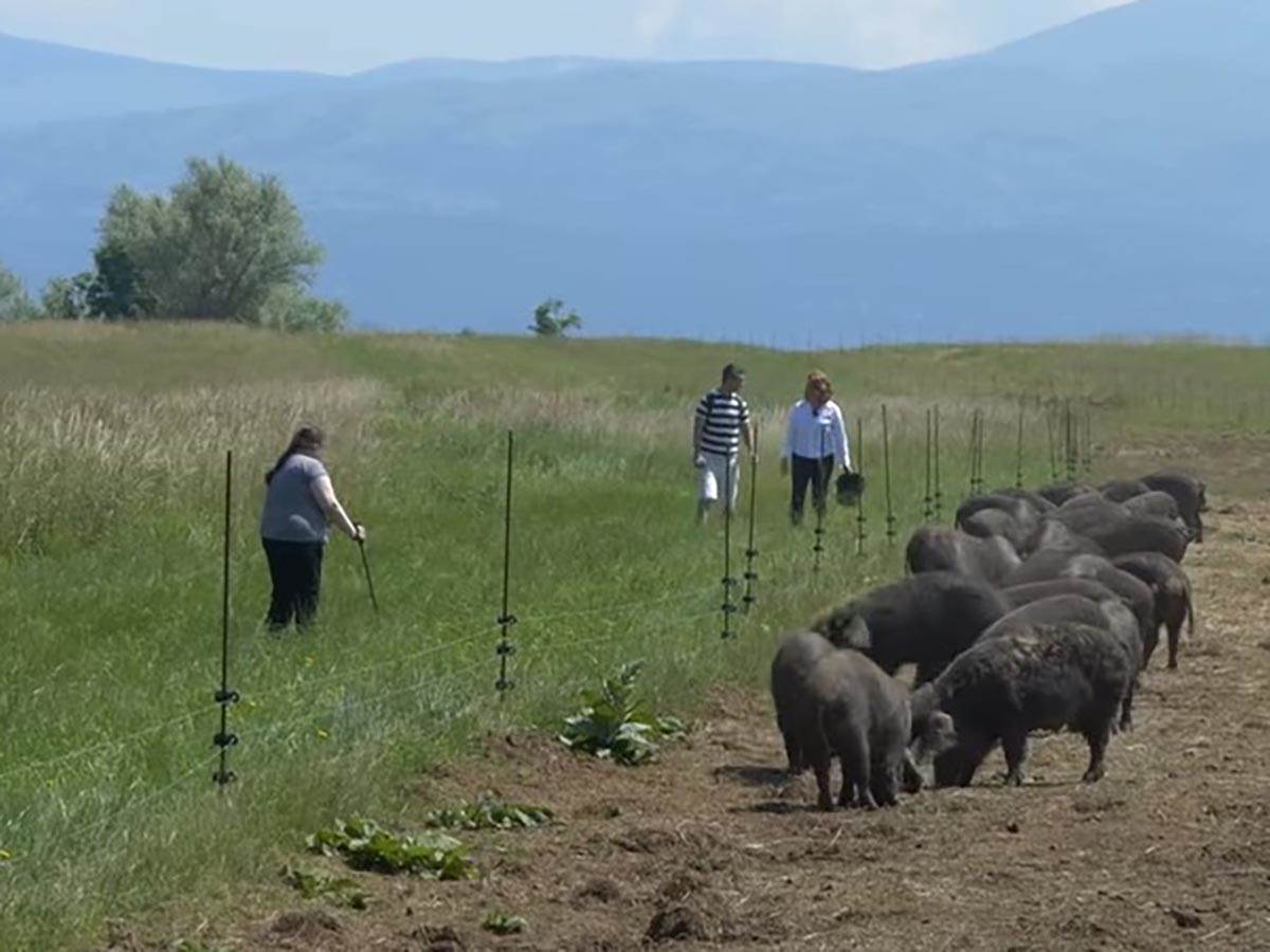 Vratila se iz Njemačke da uzgaja crne svinje  (2).jpg