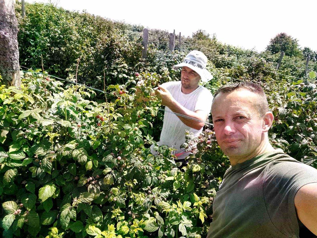 Selo Skokuće kod Prijepolja stiglo 500 berača malina  (6).jpg