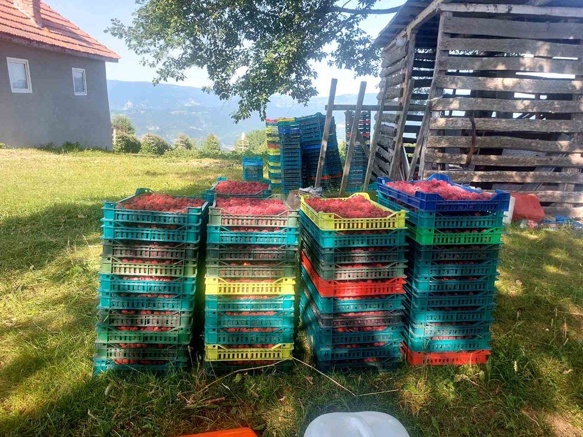 Selo Skokuće kod Prijepolja stiglo 500 berača malina  (7).jpg