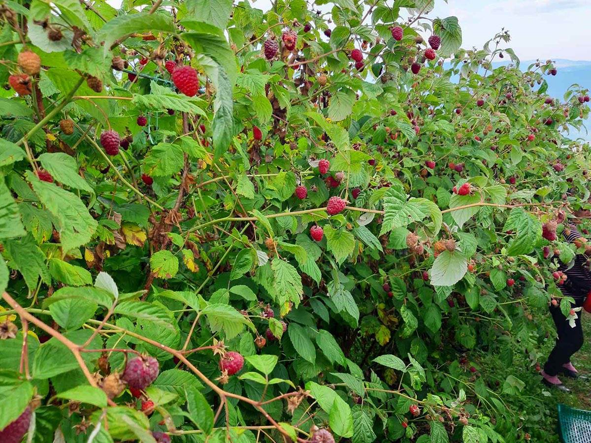 Selo Skokuće kod Prijepolja stiglo 500 berača malina  (8).jpg