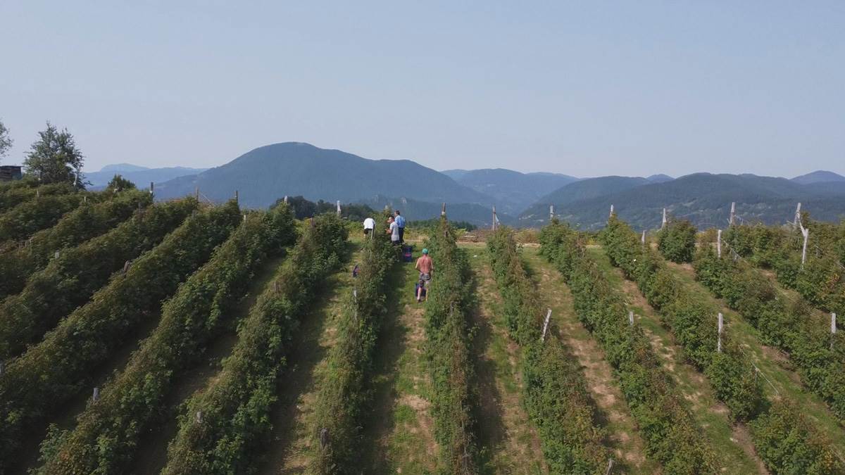 Nauvin iz Indije bere maline u Srbiji (4).jpg