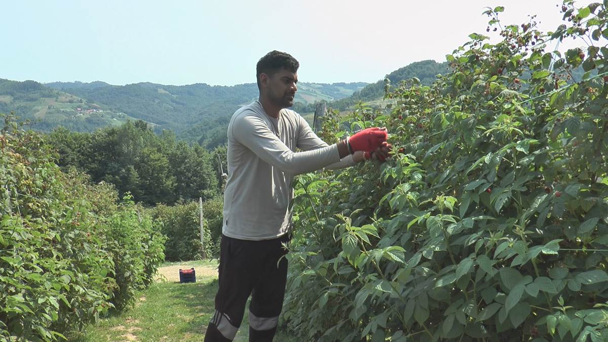 Nauvin iz Indije bere maline u Srbiji (5).jpg