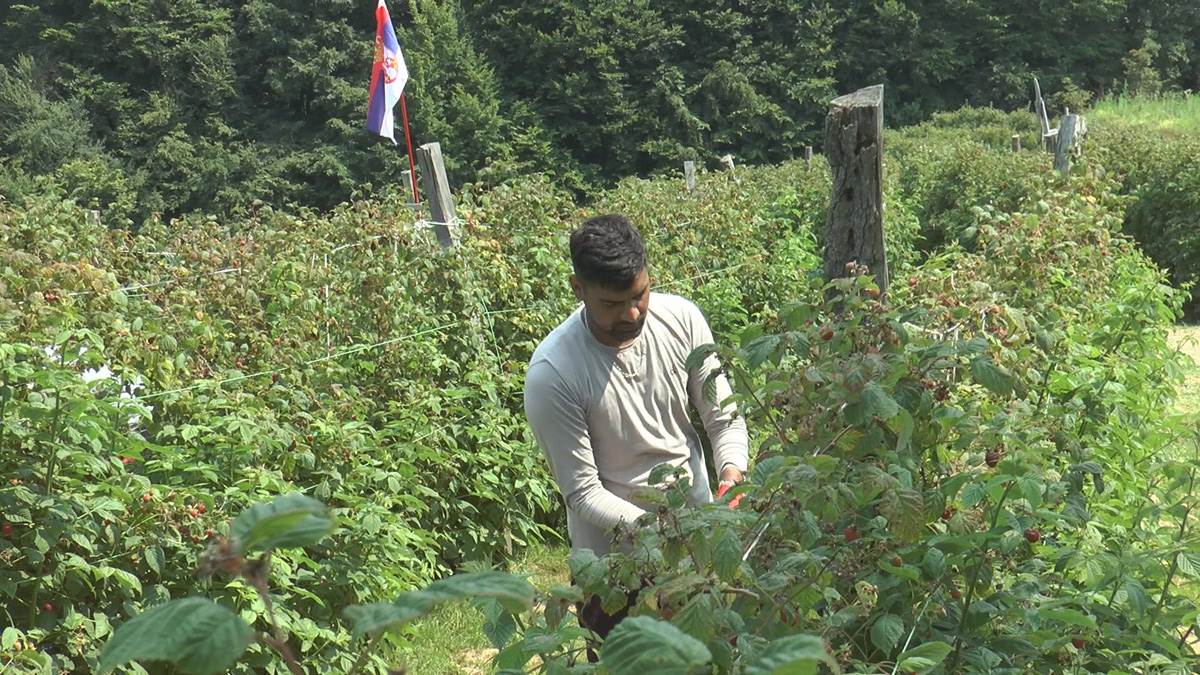 Nauvin iz Indije bere maline u Srbiji (6).jpg