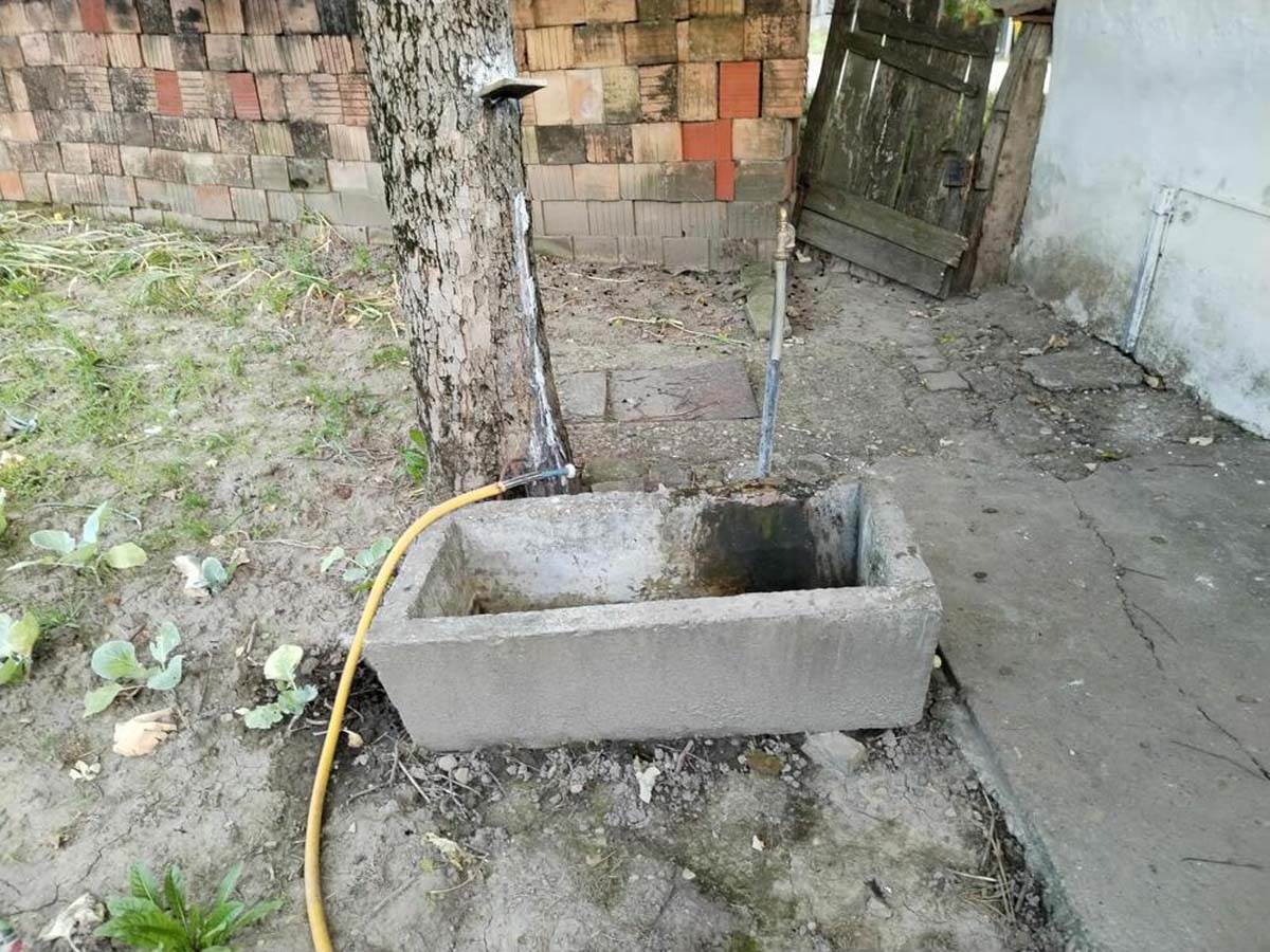 baka       perunika.jpg