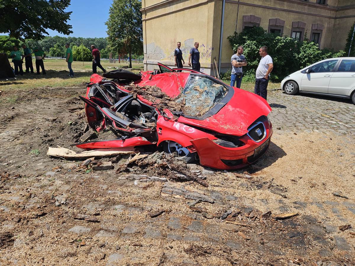 Drvo palo na automobil u Pančevu (4).jpg