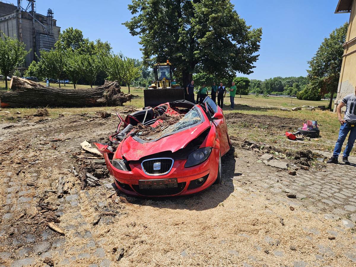 Drvo palo na automobil u Pančevu (5).jpg