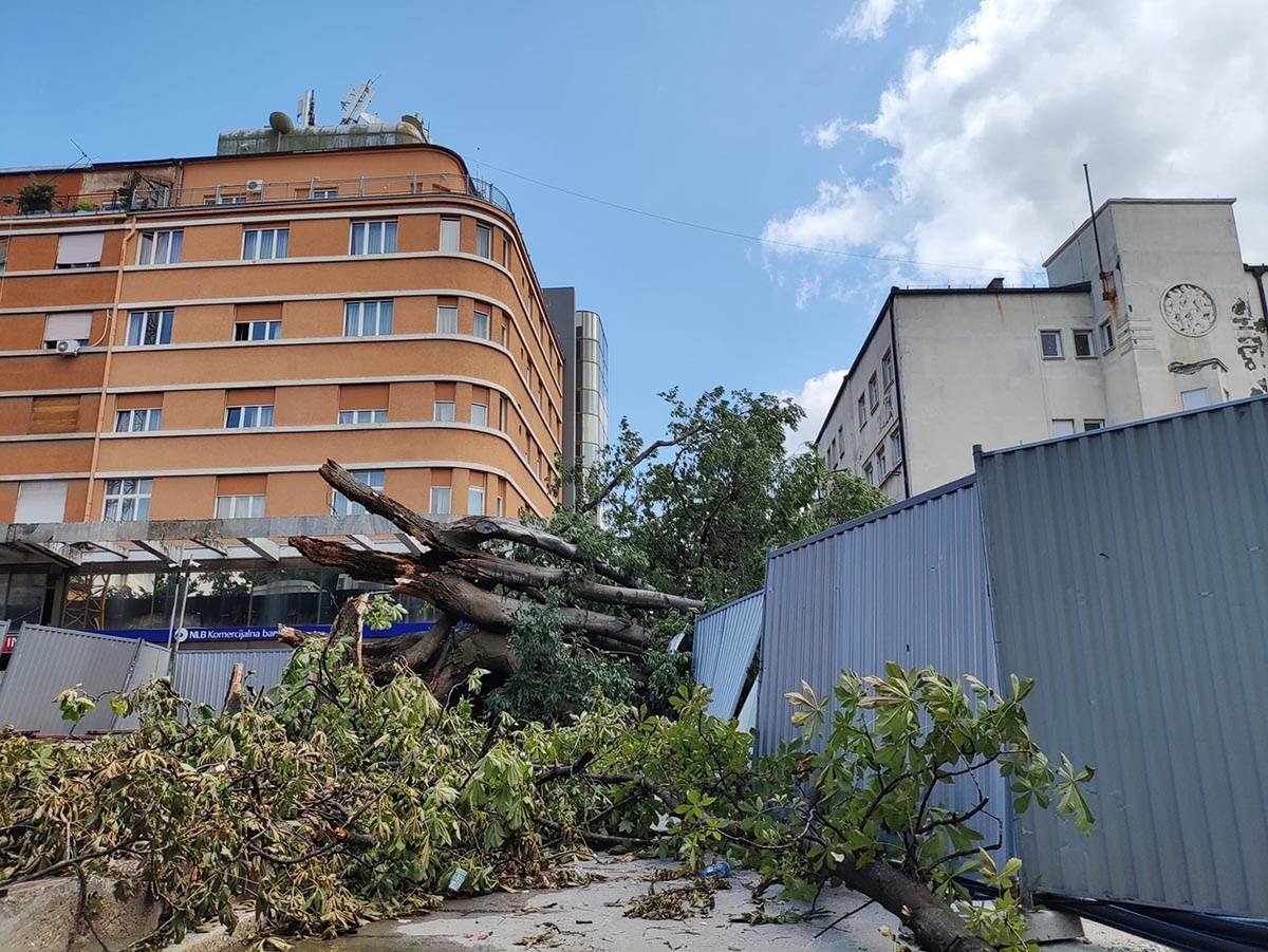 Koprivić star 150 godina u centru NS (4).jpg