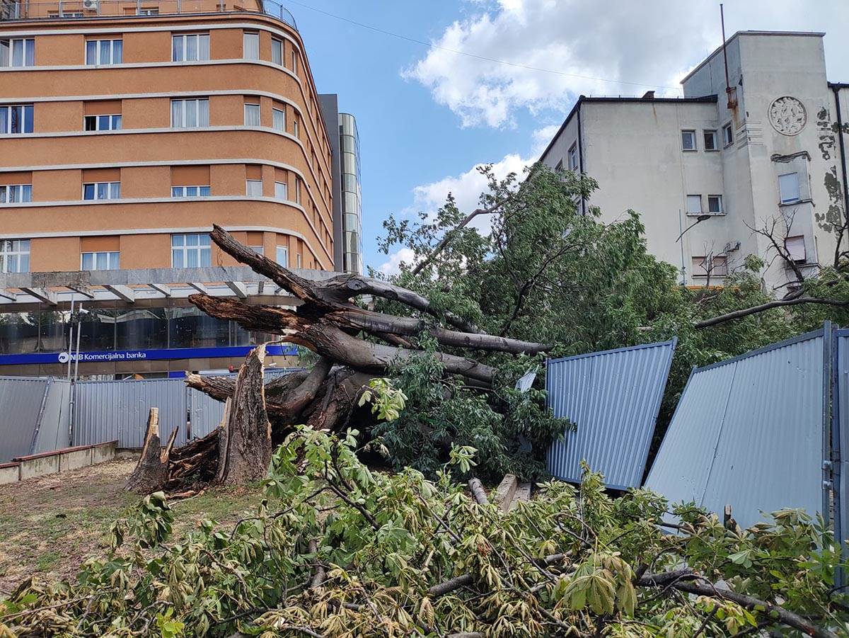 Koprivić star 150 godina u centru NS (2).jpg