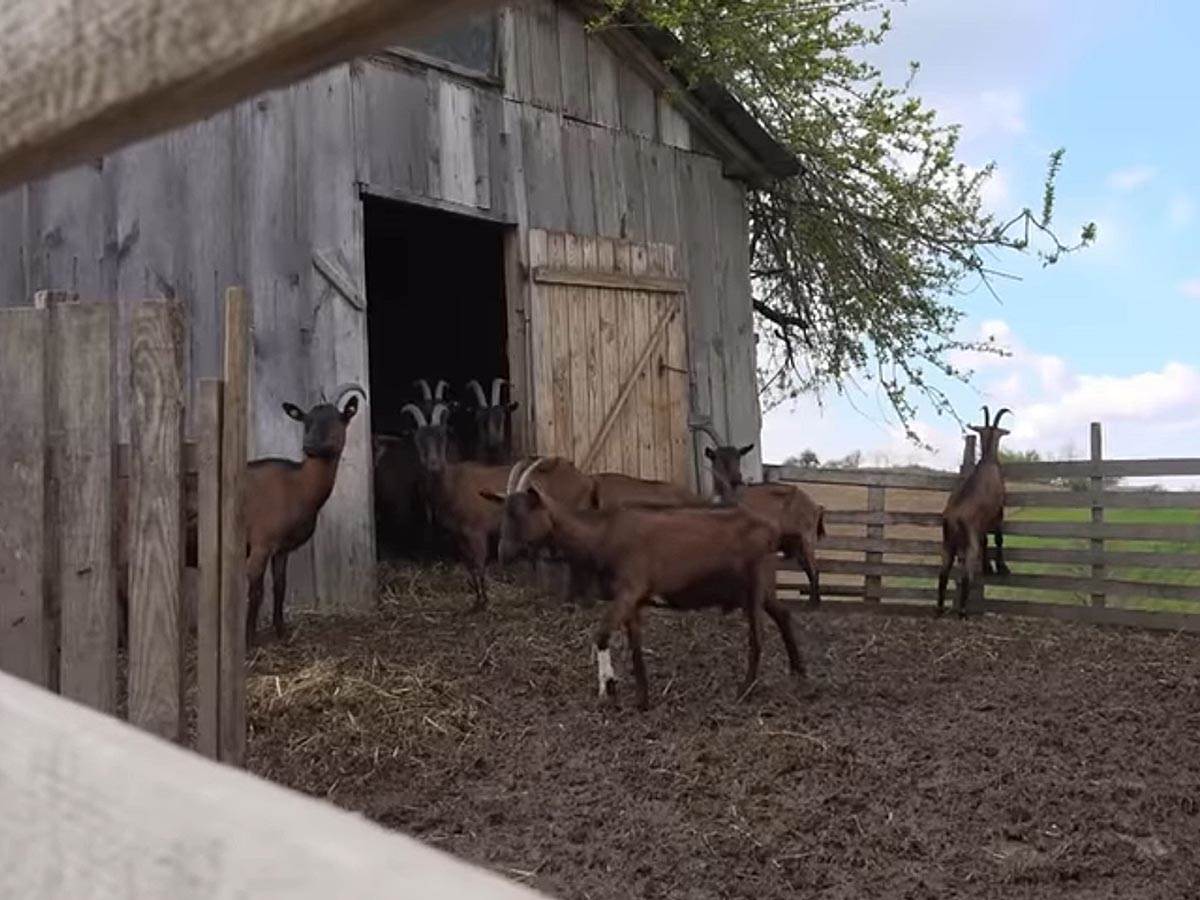 Branko Janković (15).jpg