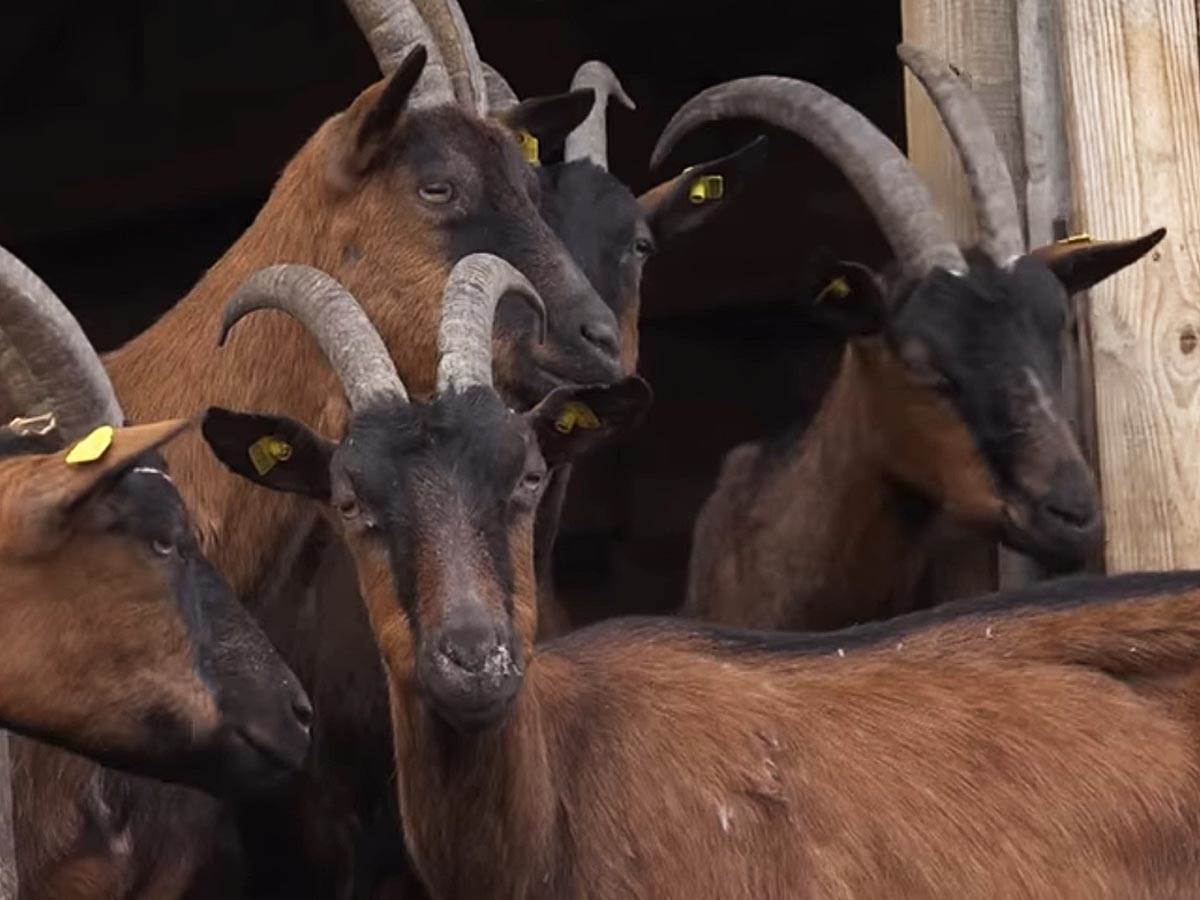 Branko Janković (14).jpg