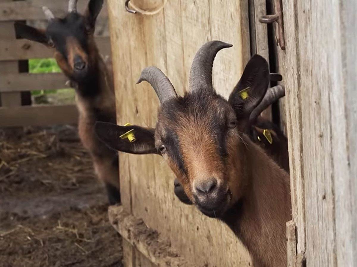 Branko Janković (13).jpg