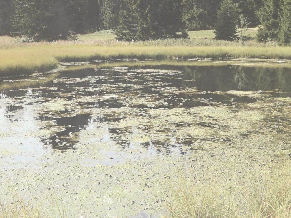 Dajićko jezero  (1).jpg