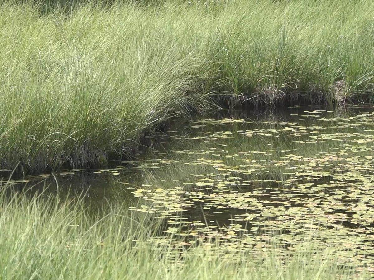 Dajićko jezero  (3).jpg