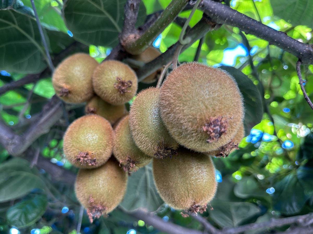 Čačak kivi (2).jpg