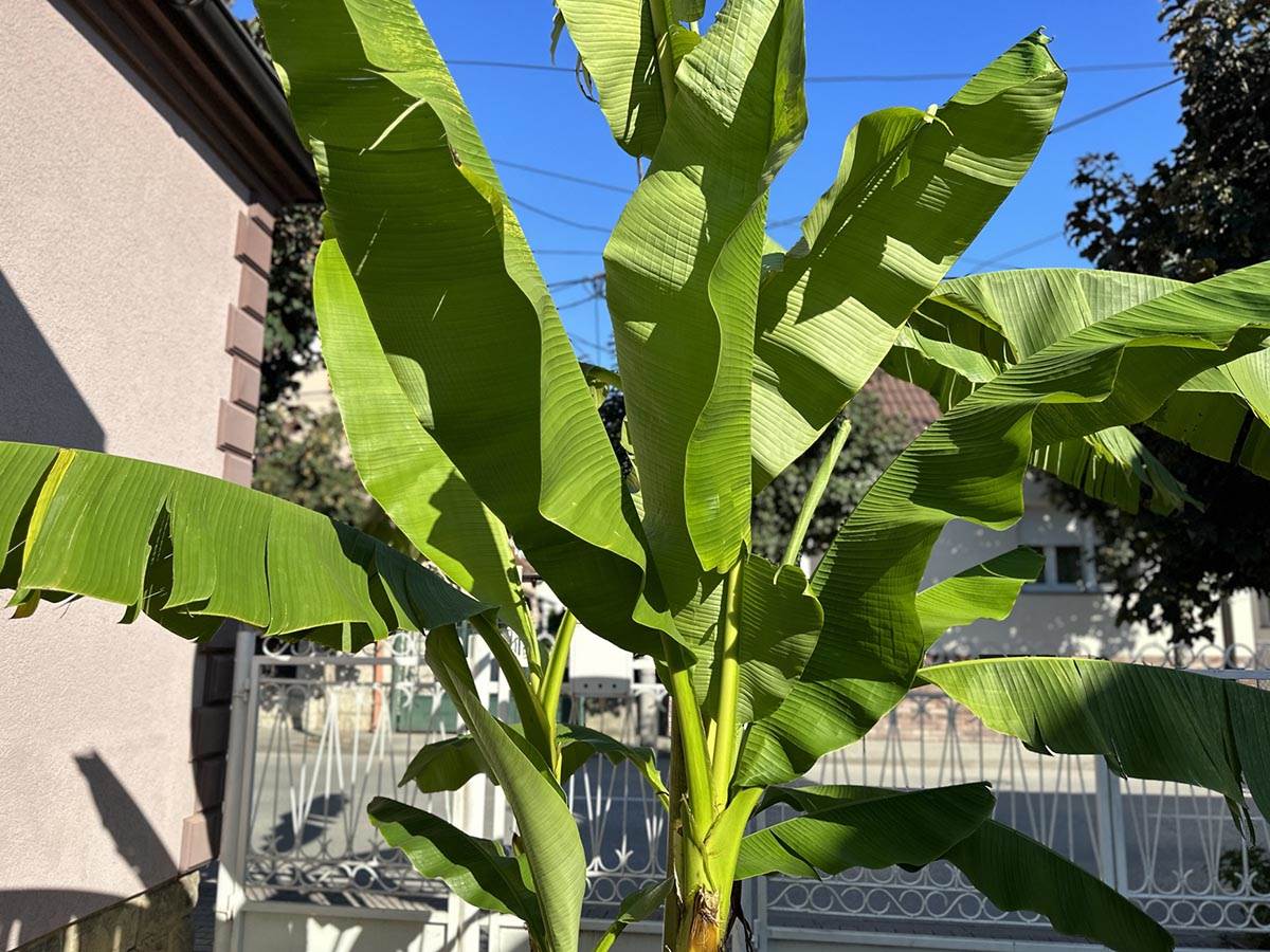 Čačak kivi (4).jpg