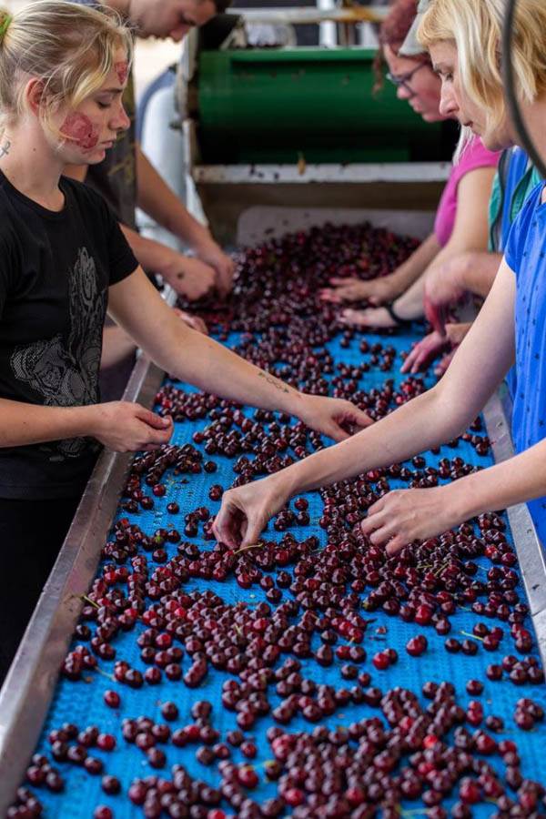 Beograđanin zasadio višnje u Feketiću i pravi traženi sok