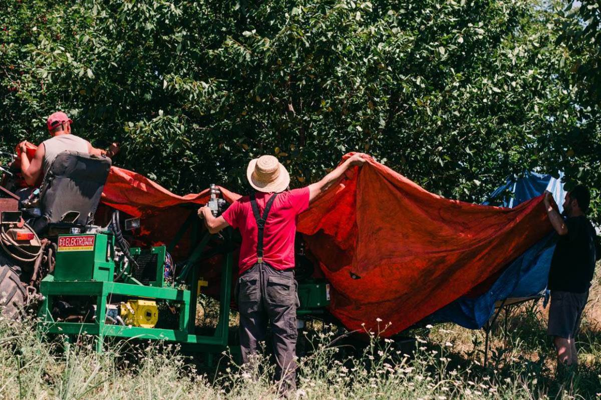 Beograđanin zasadio višnje u Feketiću i pravi traženi sok
