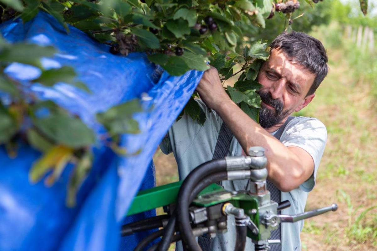 Beograđanin zasadio višnje u Feketiću i pravi traženi sok