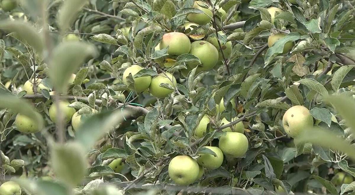 Zasad Jabuka (1).jpg