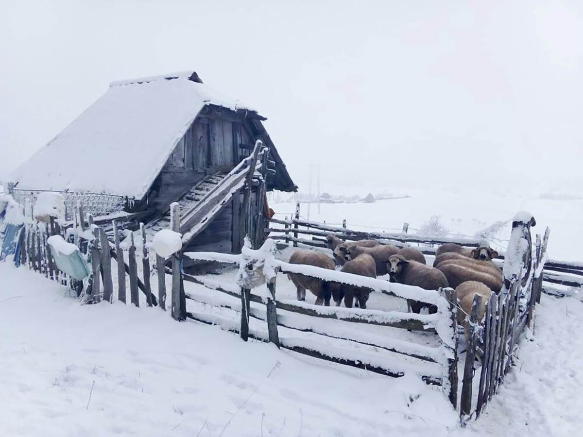 Luka zivotinje (7).jpg