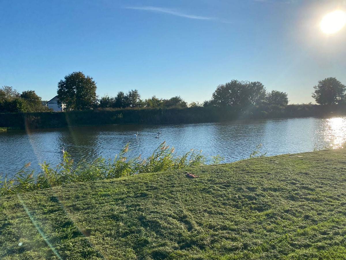 Ptičiji grip u Borči