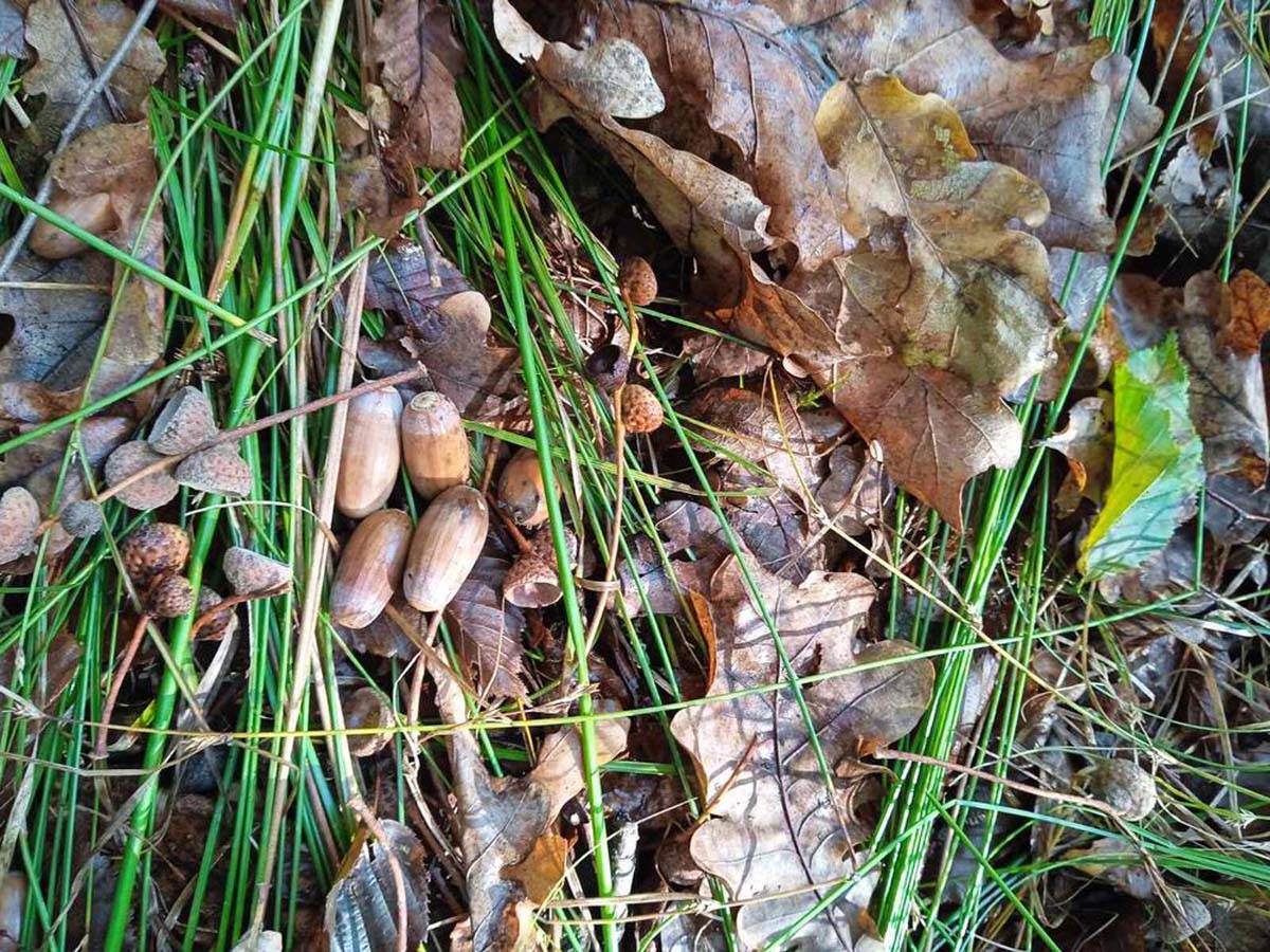 Žir u Vojvodini 5.jpg