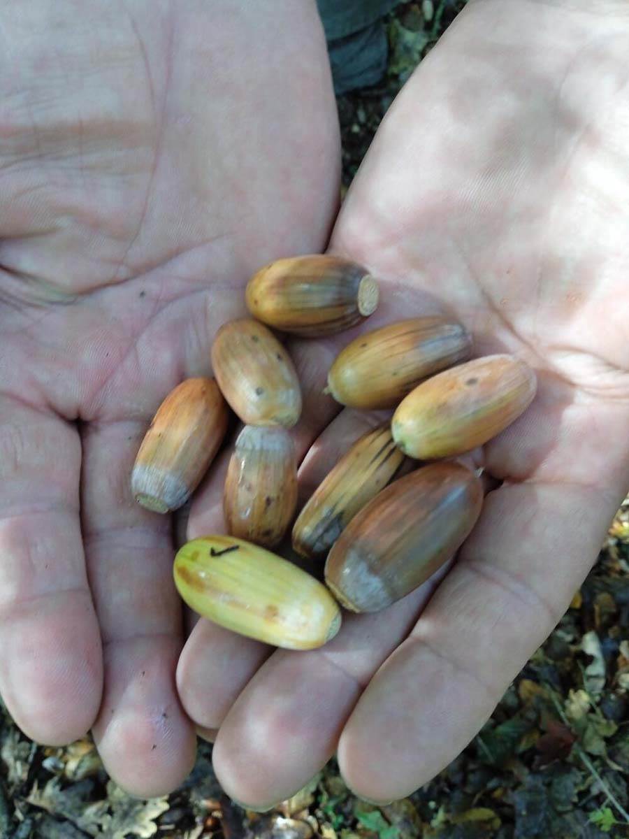 Žir u Vojvodini 6.jpg