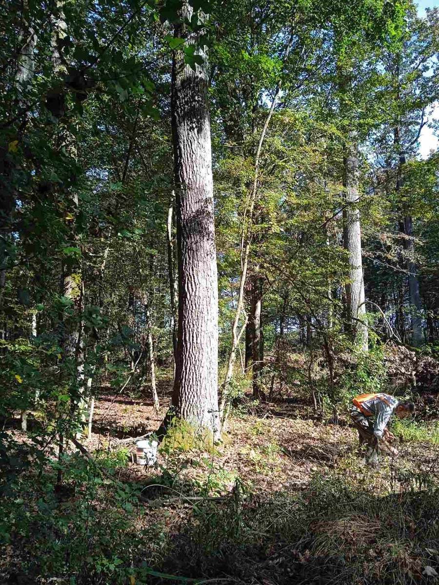 Žir u Vojvodini 7.jpg