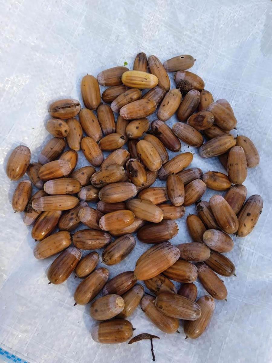 Žir u Vojvodini 8.jpg