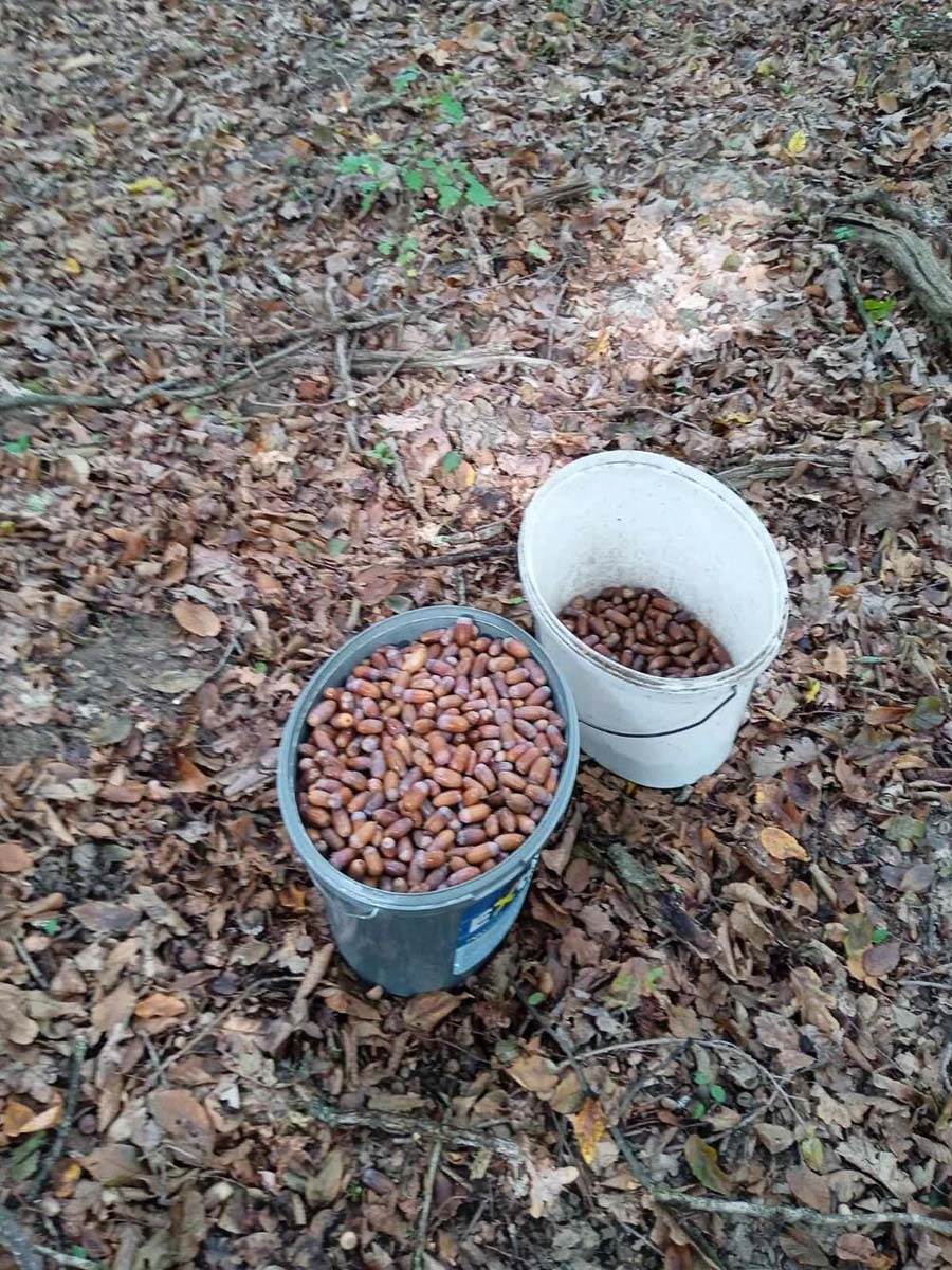 Žir u Vojvodini 9.jpg