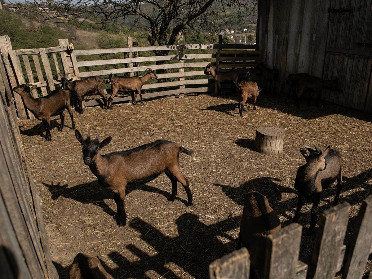 Branko Janković o životu na selu