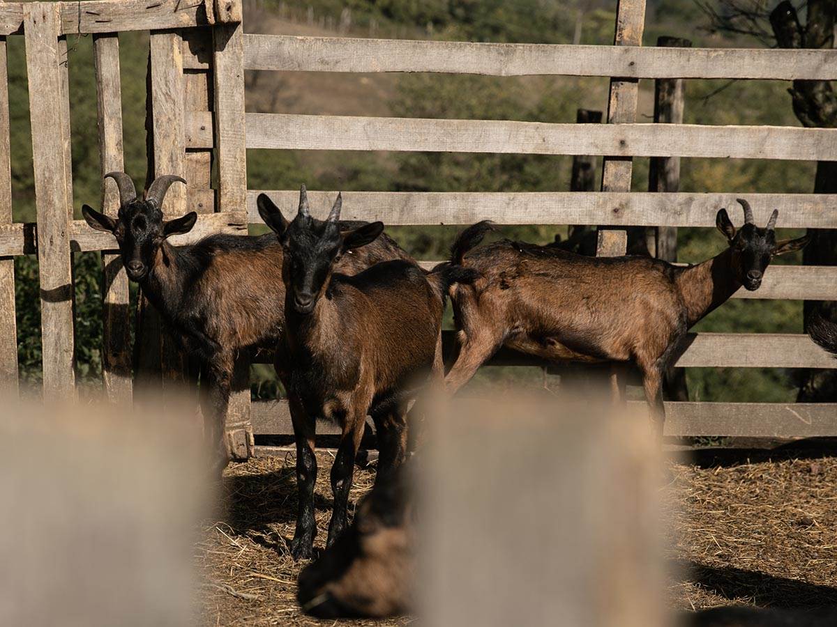 Branko Janković o životu na selu