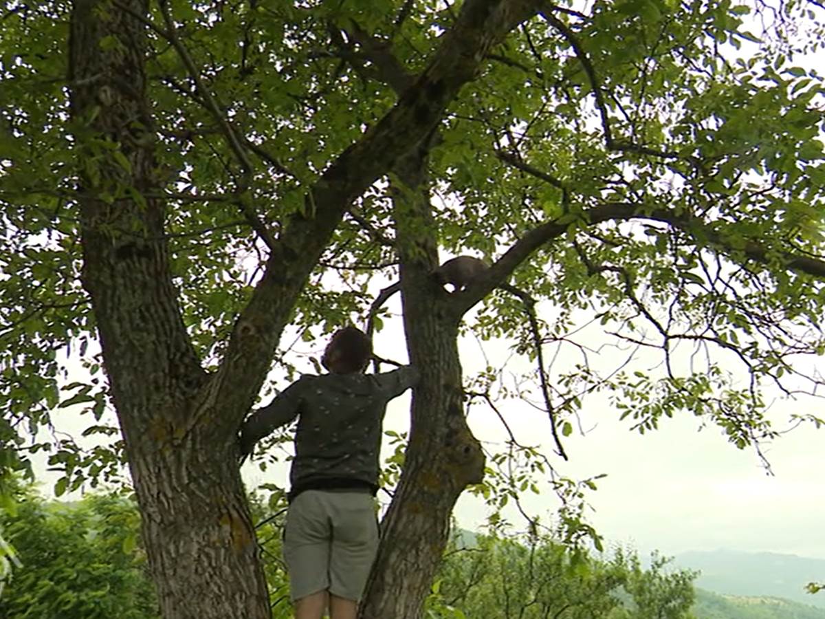 Milan                    v.png