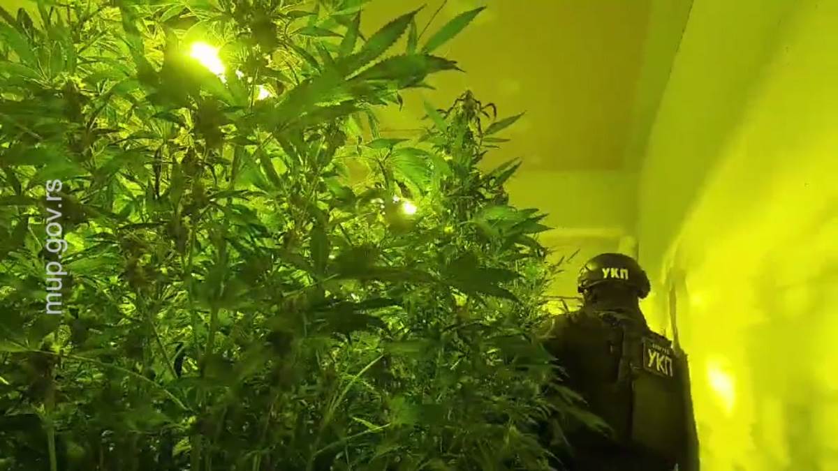 Ovako su pali dileri u centru Beograda MUP objavio snimak hapšenja osumnjičenih za uzgajanje marihuane u laboratoriji na Dedinju (4).jpg