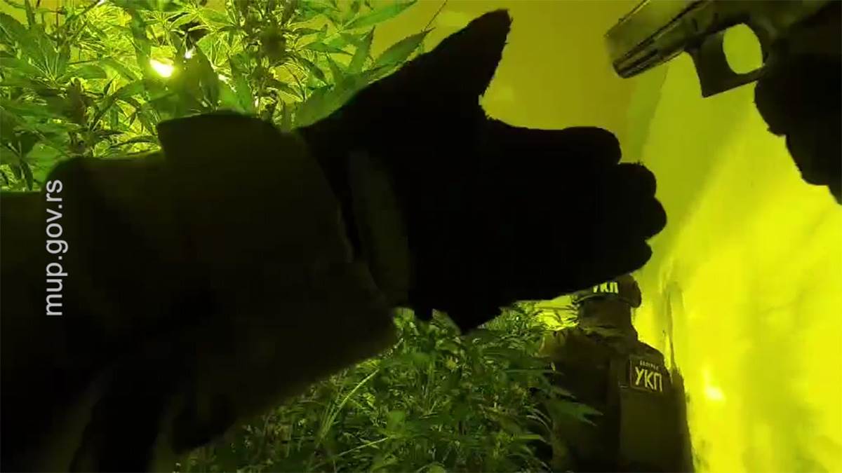 Ovako su pali dileri u centru Beograda MUP objavio snimak hapšenja osumnjičenih za uzgajanje marihuane u laboratoriji na Dedinju (5).jpg