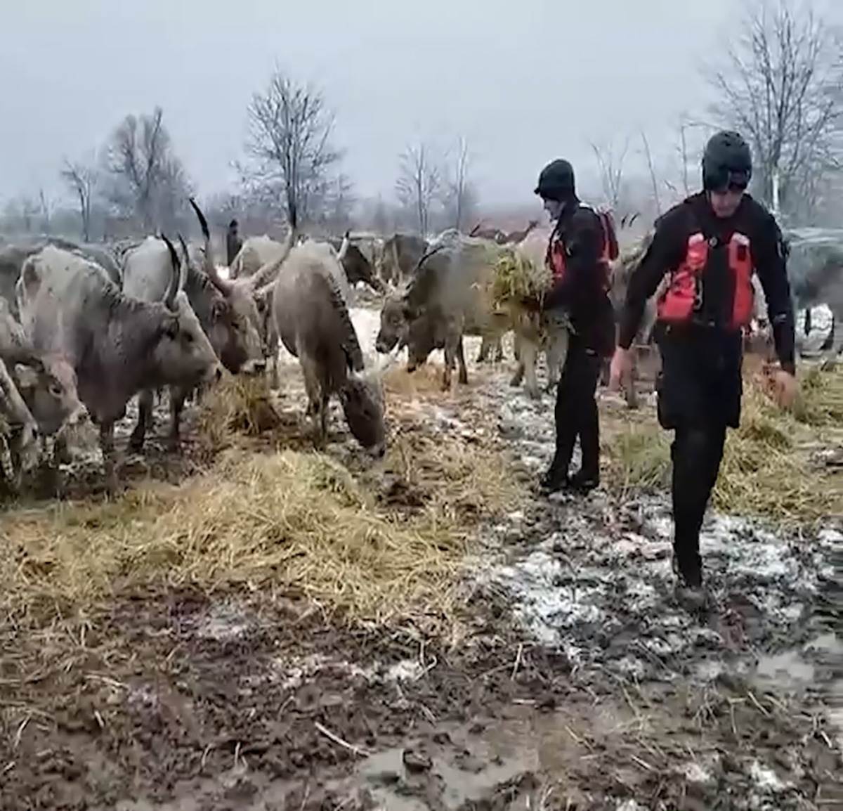 Krčedinska ada-zivotinje hrana (6).jpg