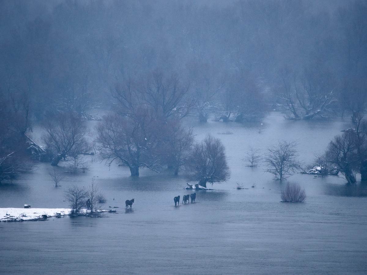 Na Krčedinskoj adi na Dunavu zarobljeno oko 130 životinja